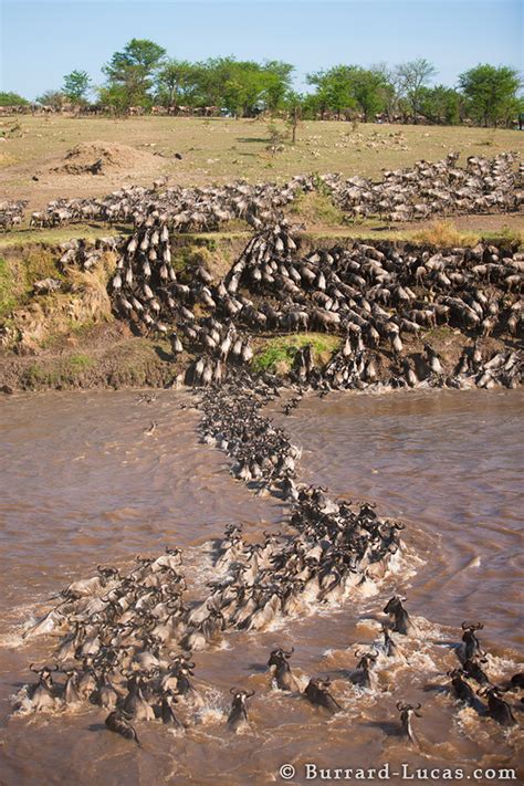 Serengeti River Crossing - Burrard-Lucas Photography