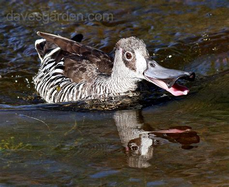 Bird Pictures: Pink-eared Duck (Malacorhynchus membranaceus) by MargaretK