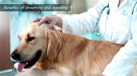 Summer Wellness: Benefits of Grooming and boarding for your healthy pet ...