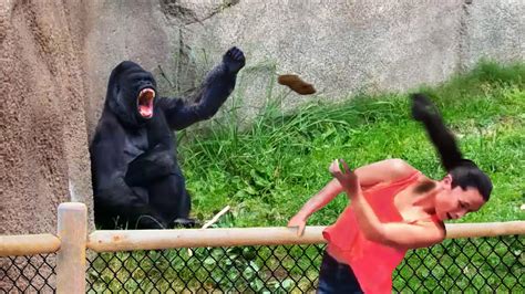 gorilla throws poop at annoying zoo guest.. - YouTube