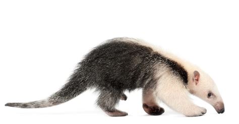 Anteaters Use Their Noses to Suck up Ants - Don't Believe That!