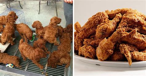 Des nuggets de chiots vendus dans un restaurant chinois à Paris | Kfc, Humor grappig, Puppies