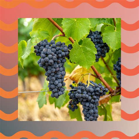 'Breakthrough' Discovery Reveals Grapevine Genes That Resist Disease ...