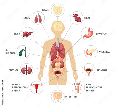 Human body internal organs infographics. Anatomical location internal ...