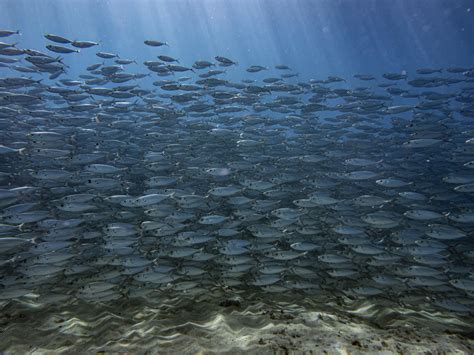 Huge bait ball of big-eyed Akule : r/underwaterphotography