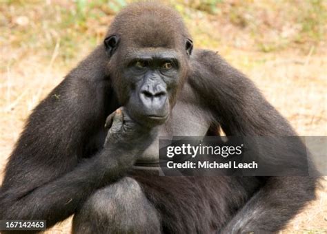 Gorilla Thinking High-Res Stock Photo - Getty Images