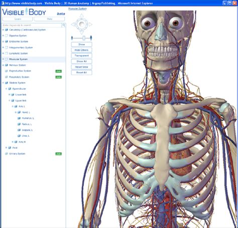 Visiblebody.com - View The Human Body In 3D