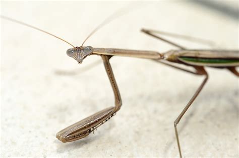 Free Stock photo of Mantis | Stockmedia.cc