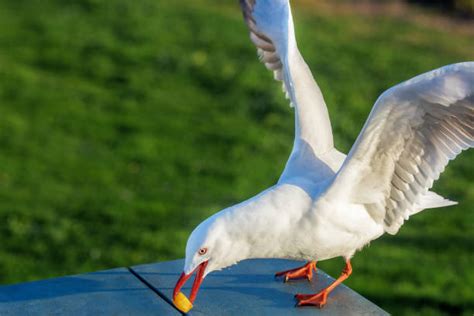 180+ Seagull Chip Stock Photos, Pictures & Royalty-Free Images - iStock