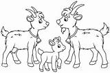 Cute Goat Family coloring Page  Download Print Or Color Online For Free sketch template