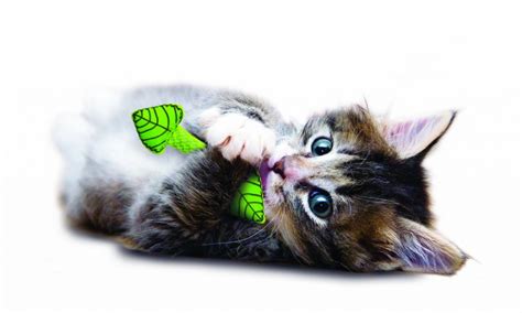 Kitten Teething Toys - Our Top 5 Picks - Kitty Coaching