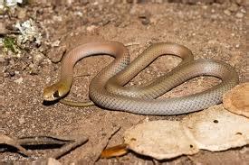 Yellow-faced Whip Snake - Snakes Of South Australia