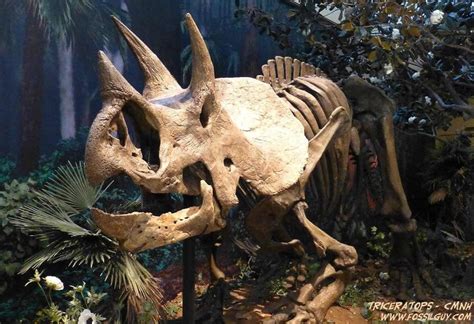 Triceratops Dinosaur Facts and Information - All About The Ceratopsidian Dinosaurs of the ...