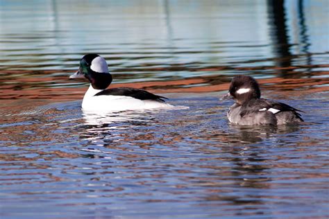 Ann Brokelman Photography: Bufflehead Ducks in Pickering. Jan 2016