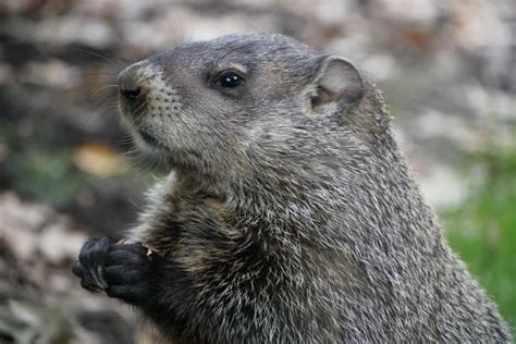 Gopher Vs Groundhog Stock Photos, Pictures & Royalty-Free Images - iStock