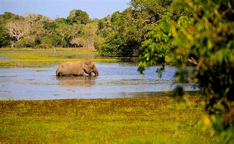 10 Days Sri Lanka Wildlife Tour of North, Central and South