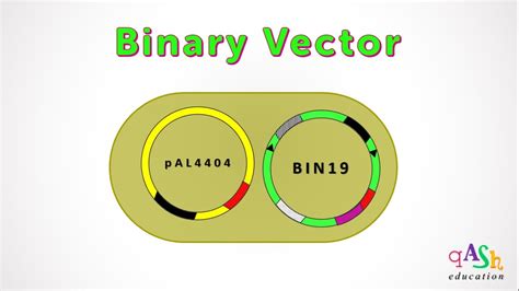 Binary Vector | Agrobacterium | Transformation in plants | Ti plasmid ...