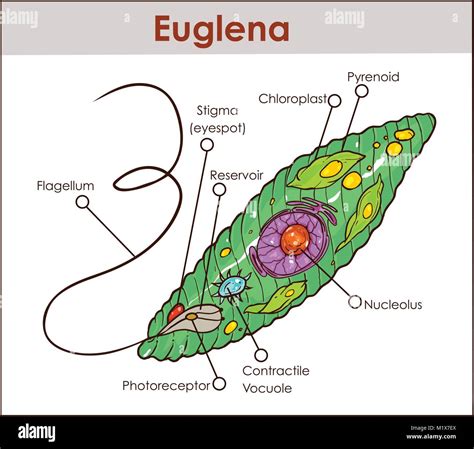 Identify Euglena Cell Structures