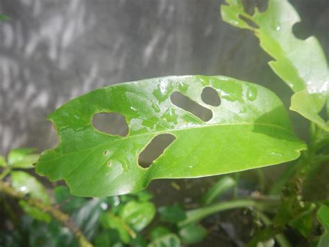 leaves eaten by caterpillars 11110495 Stock Photo at Vecteezy