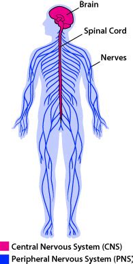 Nervous System Functions and Parts | ASU - Ask A Biologist