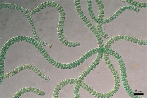 Arthrospira - Alchetron, The Free Social Encyclopedia