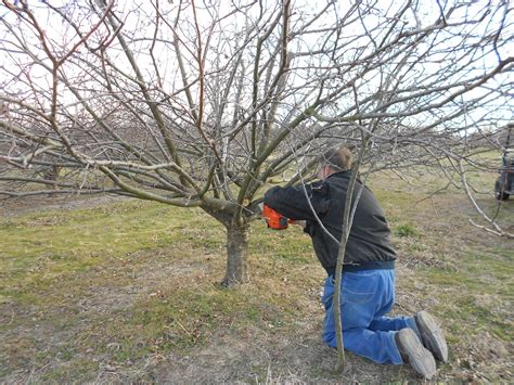 Brenda's Berries & Orchards: Winter Pruning of Apple Trees