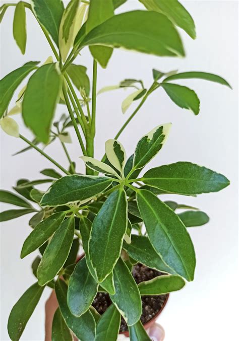 Schefflera arboricola variegata - BEGONIASYMAS.COM