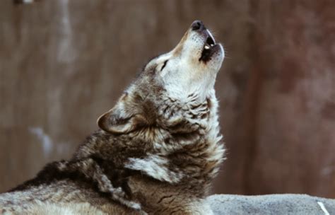 Wolves Howl Stock Photo - Download Image Now - iStock