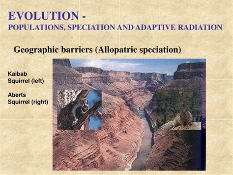 PPT - EVOLUTION - POPULATIONS, SPECIATION AND ADAPTIVE RADIATION ...