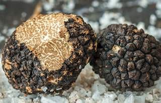 Black Périgord Truffle | Local Truffle From Dordogne, France