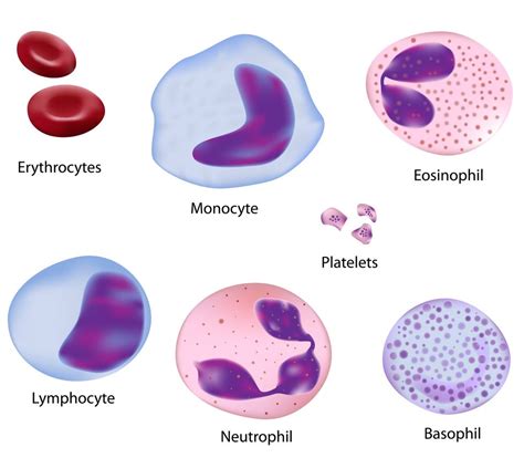 physical appearance of human red blood cells, white blood cells, and ...