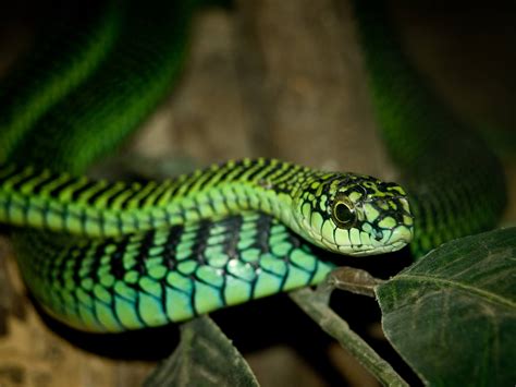 What does Boomslang snake venom do? How deadly is a Boomslang? - Funny ...