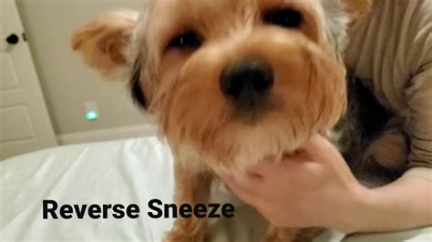 slsi.lk - how long for sulfatrim to work | Congratulate, how to prevent dog reverse sneezing ...