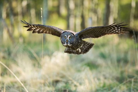 Great Gray Owl Flying