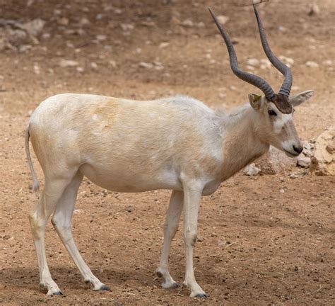 addax | Adaptations & Facts | Britannica