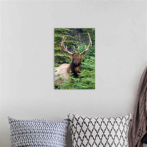 Rocky Mountain Bull Elk Wall Art, Canvas Prints, Framed Prints, Wall Peels | Great Big Canvas