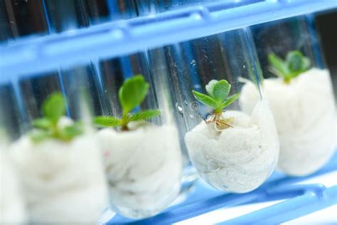 Plant Biotechnology Series 5 Royalty Free Stock Image - Image: 27306286