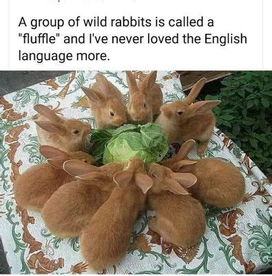 Rabbit Ramblings: Funny Bunny Memes in 2021 | Rabbit facts, Bunny mom, Flemish giant rabbit