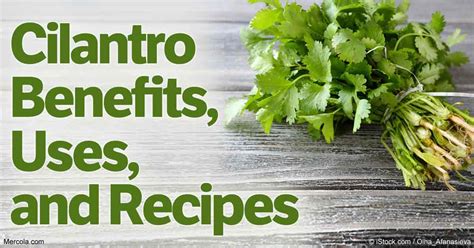 Cilantro Benefits, Uses, and Recipes