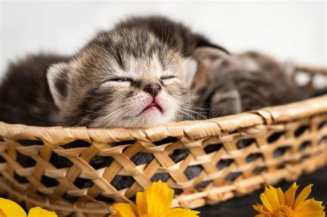 Portrait of a Sleeping Tabby Kitten in a Basket Stock Photo - Image of adorable, baby: 187997710