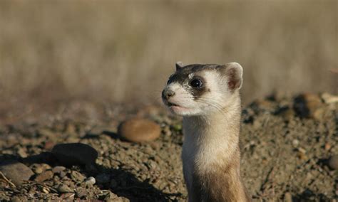 Black-Footed Ferret Facts: The Masked Bandits of the Northern Great ...