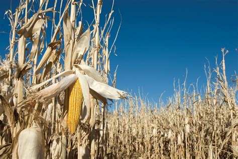 USDA increases forecast for 2021-’22 corn use in ethanol - IGPC Ethanol