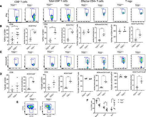 Tissue transglutaminase (TG2) deficiency enhances the effector function ...