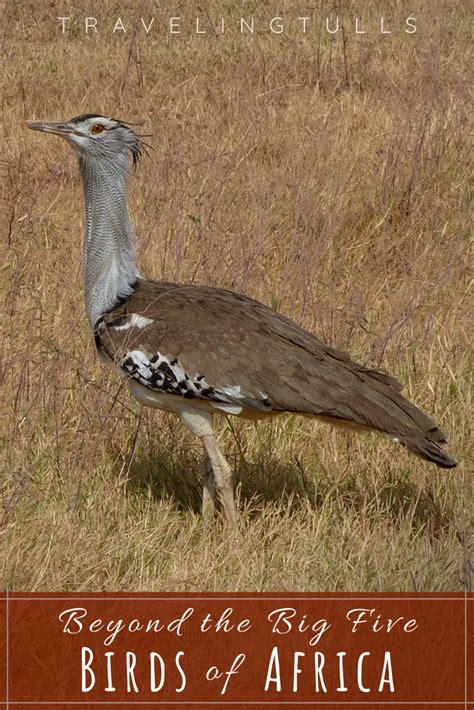 African Savanna Birds - Pets Lovers