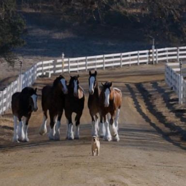 Budweiser Clydesdale Super Bowl Ads – AC/DC Beverage