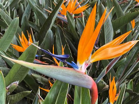 Bird of Paradise: Plant Care & Growing Guide
