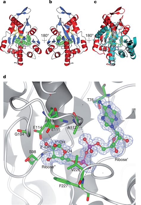 T. curvata PARG crystal structure in complex with ADP-ribose. a, b,... | Download Scientific Diagram