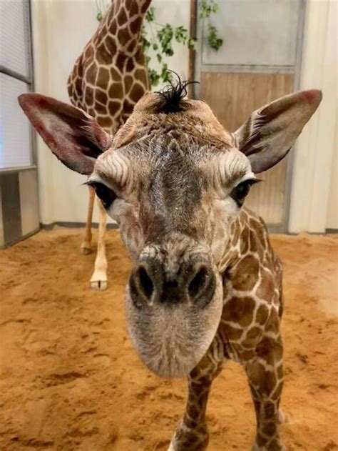 It’s a boy: North Carolina Zoo welcomes giraffe calf