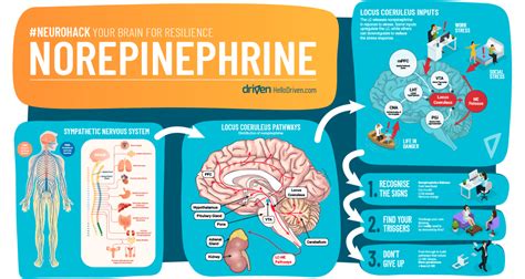 Neurohack Your Brain for Resilience - 3 Ways to Regulate Norepinephrine