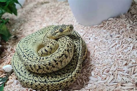 8 Carpet Python Morphs With Pictures Reptilehow Com